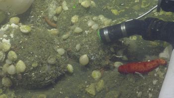 Media type: image;   Invertebrate Zoology 153153 Description: live specimen;